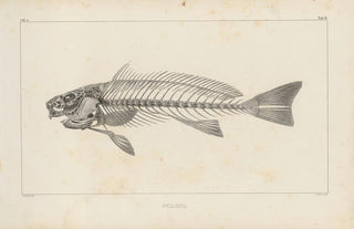 Louis Agassiz - Recherches sur les poissons fossiles Pl345.webp