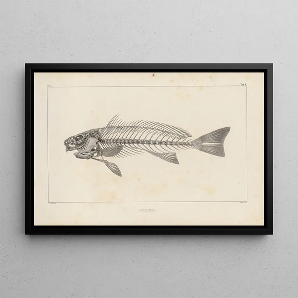Recherches sur les poissons fossiles Pl345 - Louis Agassiz — oprawiony obraz na ścianie