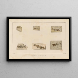 Louis Agassiz - Recherches sur les poissons fossiles Pl353.webp