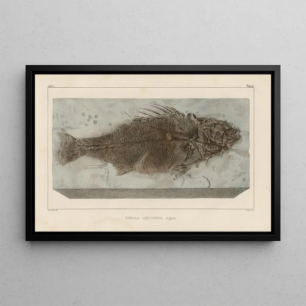 Recherches sur les poissons fossiles Pl356 - Louis Agassiz — oprawiony obraz na ścianie
