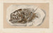 Recherches sur les poissons fossiles Pl362 - Louis Agassiz — widok dzieła