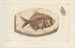 Recherches sur les poissons fossiles Pl366 - Louis Agassiz — widok dzieła
