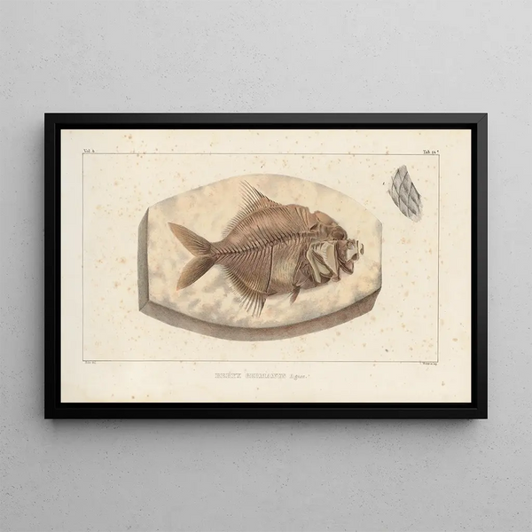 Recherches sur les poissons fossiles Pl366 - Louis Agassiz — oprawiony obraz na ścianie