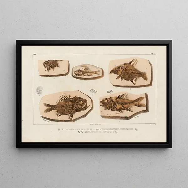 Recherches sur les poissons fossiles Pl369 - Louis Agassiz — oprawiony obraz na ścianie
