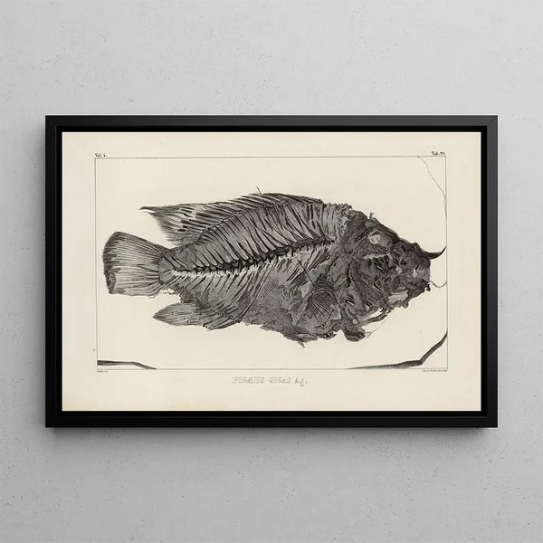 Recherches sur les poissons fossiles Pl371 - Louis Agassiz — oprawiony obraz na ścianie
