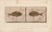 Recherches sur les poissons fossiles Pl373 - Louis Agassiz — widok dzieła