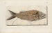 Recherches sur les poissons fossiles Pl376 - Louis Agassiz — widok dzieła