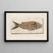 Recherches sur les poissons fossiles Pl376 - Louis Agassiz — oprawiony obraz na ścianie