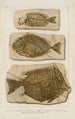 Recherches sur les poissons fossiles Pl386 - Louis Agassiz — widok dzieła