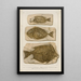 Recherches sur les poissons fossiles Pl386 - Louis Agassiz — oprawiony obraz na ścianie