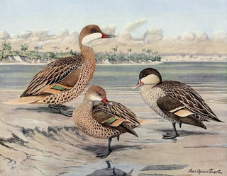 Louis Agassiz Fuertes - Bahama Duck Galapagos Island Duck African RedBilled Duck.webp
