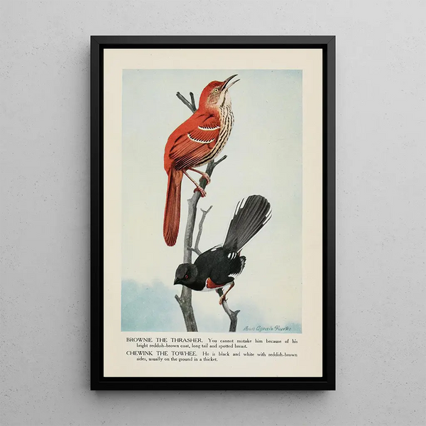 Louis Agassiz Fuertes - Brownie the Thrasher Chewink the Towhee.webp
