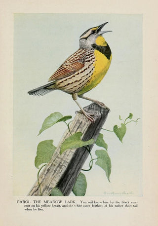 Louis Agassiz Fuertes - Carol the Meadow Lark.webp