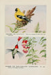 Chicorée le chardonneret Hummer le colibri à gorge rubis - Louis Agassiz Fuertes — widok dzieła