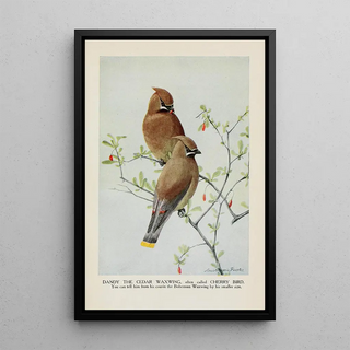 Louis Agassiz Fuertes - Dandy the Cedar Waxwing Cherry Bird.webp