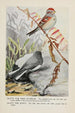 Dotty le bruant des arbres Slaty le junco - Louis Agassiz Fuertes — widok dzieła