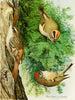 Roitelet à couronne dorée Roitelet à couronne rubis Grimpereau brun - Louis Agassiz Fuertes — widok dzieła