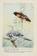 Goldie l'oriole de Baltimore Sammy le geai - Louis Agassiz Fuertes — widok dzieła