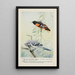 Goldie l'oriole de Baltimore Sammy le geai - Louis Agassiz Fuertes — oprawiony obraz na ścianie