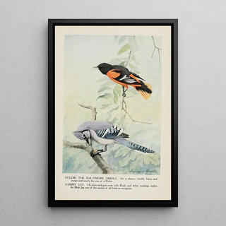 Louis Agassiz Fuertes - Goldie the Baltimore Oriole Sammy Jay.webp
