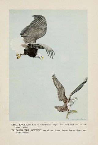Louis Agassiz Fuertes - King Eagle Plunger the Osprey.webp