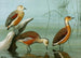 Dendrocygne siffleur, dendrocygne d'Amérique, dendrocygne fauve - Louis Agassiz Fuertes — widok dzieła