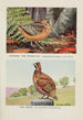 Longbill la bécasse Bob White - Louis Agassiz Fuertes — widok dzieła