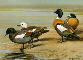 Louis Agassiz Fuertes - New Zealand Sheldrake Australian Sheldrake.webp