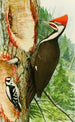 Pic à tête rouge Pic mineur - Louis Agassiz Fuertes — widok dzieła