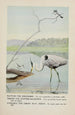 Rattles le Martin-pêcheur Teeter le Chevalier grivelé Longlegs le Grand Héron bleu - Louis Agassiz Fuertes — widok dzieła