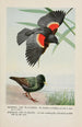 Redwing le Carouge à épaulettes Speckles l'Étourneau - Louis Agassiz Fuertes — widok dzieła