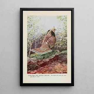 Louis Agassiz Fuertes - Strutter the Ruffed Grouse.webp