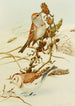 Bruant des arbres Snowflake - Louis Agassiz Fuertes — widok dzieła