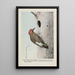 Yellow Wing le Pic flamboyant - Louis Agassiz Fuertes — oprawiony obraz na ścianie