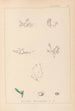 Herbier de la flore française Pl0001 - Louis Antoine Cusin — widok dzieła