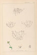 Herbier de la flore française Pl0002 - Louis Antoine Cusin — widok dzieła