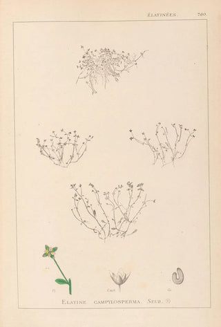 Louis Antoine Cusin - Herbier de la flore franaise Pl0002.webp