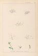 Herbier de la flore française Pl0003 - Louis Antoine Cusin — widok dzieła