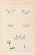 Herbier de la flore française Pl0004 - Louis Antoine Cusin — widok dzieła