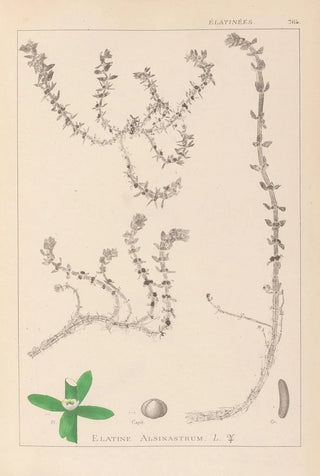 Louis Antoine Cusin - Herbier de la flore franaise Pl0006.webp