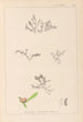 Herbier de la flore française Pl0007 - Louis Antoine Cusin — widok dzieła