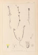 Herbier de la flore française Pl0008 - Louis Antoine Cusin — widok dzieła