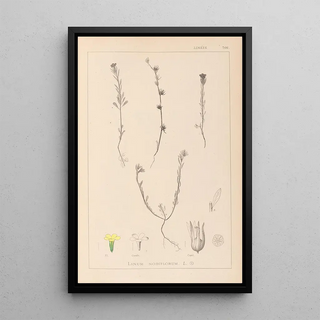 Louis Antoine Cusin - Herbier de la flore franaise Pl0008.webp