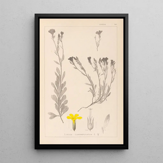 Louis Antoine Cusin - Herbier de la flore franaise Pl0009.webp