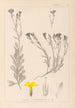 Herbier de la flore française Pl0009 - Louis Antoine Cusin — widok dzieła