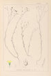 Herbier de la flore française Pl0010 - Louis Antoine Cusin — widok dzieła