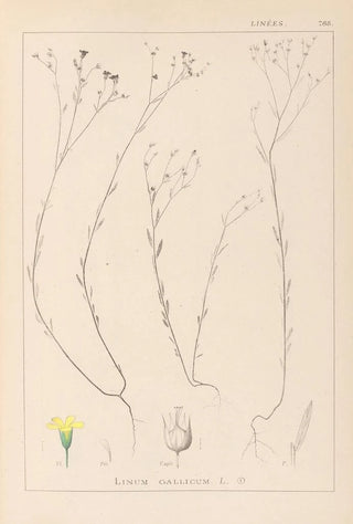 Louis Antoine Cusin - Herbier de la flore franaise Pl0010.webp