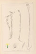 Herbier de la flore française Pl0011 - Louis Antoine Cusin — widok dzieła