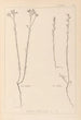 Herbier de la flore française Pl0012 - Louis Antoine Cusin — widok dzieła