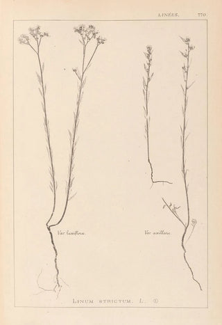 Louis Antoine Cusin - Herbier de la flore franaise Pl0012.webp